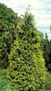Chamaecyparis Nootkatensis 'Aurea' (Golden Nootka Falsecypress)
