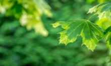 Load image into Gallery viewer, Acer Platanoides &#39;Drummondii&#39; (Harlequin Maple)
