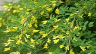 Caragana Arborescens (Siberian Peashrub
