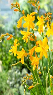 Crocosmia x 'Buttercup' (Monbretia)