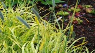 Alopecurus Pratensis 'Aureovariegatus' (Golden Foxtail Grass)