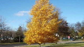 Betula Platyphylla Dakota Pinnacle 'Fargo' (Dakota Pinnacle Birch)