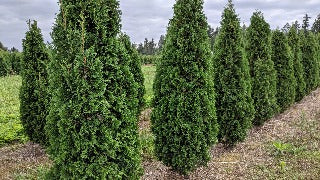 Thuja Occidentalis 'Degroot's Spire' (Degroot's Spire Cedar) – The ...