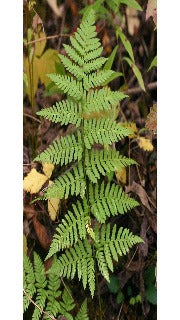 Dryopteris Spinulosa (Toothed Wood Fern)