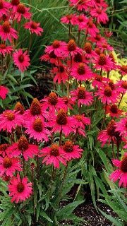 Echinacea x 'Glowing Dream' (Glowing Dream Coneflower)