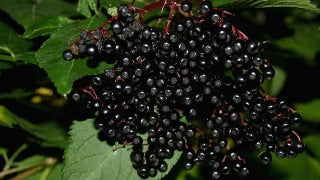 Elderberry 'Victoria'