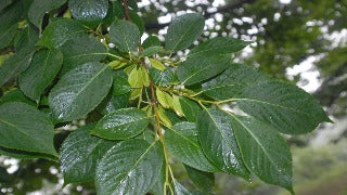 Eucommia Ulmoides (Hardy Rubber Tree)