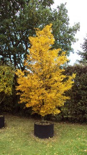 Fagus Sylvatica 'Asplenifolia' (Fernleaf Beech)