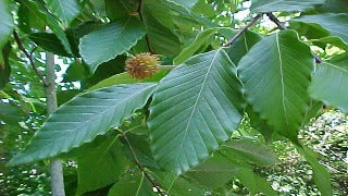 Fagus Grandifolia (American Beech)