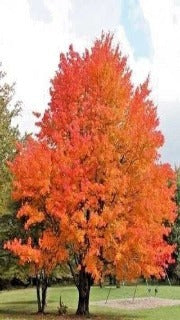 Acer Saccharum Fall Fiesta 'Bailsta' (Fall Fiesta Sugar Maple)