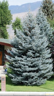 Picea Pungens 'Fat Albert' (Fat Albert Blue Spruce)