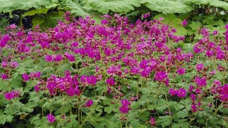 Geranium Macrorrhizum 'Bevan's Variety' (Bigroot Geranium)