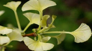 Ginkgo Biloba 'Beijing Gold' (Beijing Gold Maidenhair Tree)