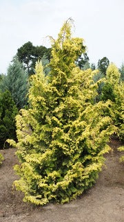 Chamaecyparis Obtusa 'Aurea' (Golden Hinoki Falsecypress)