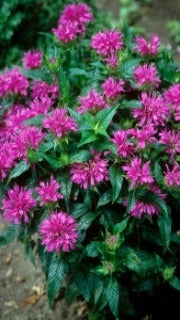 Monarda Didyma 'Grand Parade' (Grand Parade Bee Balm)