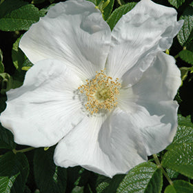 Rosa Rugosa 'Alba' (Rugosa Rose (White)