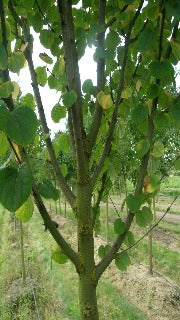 Cercidiphyllum Japonicum Hanna's Heart 'Biringer' (Hanna's Heart)