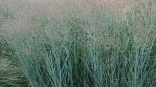 Panicum Virgatum 'Heavy Metal' (Heavy Metal Switch Grass)