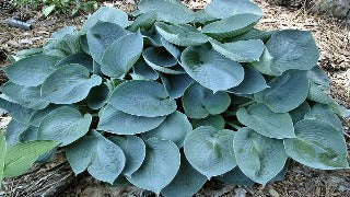 Hosta 'Blue Wedgewood' (Plantain Lily)