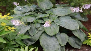 Hosta 'Empress Wu' (Plantain Lily)