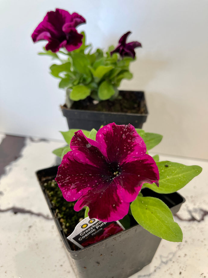 Premium Petunia (Annual - 4-inch pot)