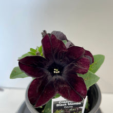 Load image into Gallery viewer, Premium Petunia - Annual (6-inch)
