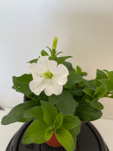 Load image into Gallery viewer, Premium Petunia (Annual - 4-inch pot)
