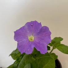 Load image into Gallery viewer, Premium Petunia (Annual - 4-inch pot)
