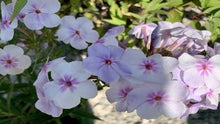 Load image into Gallery viewer, &#39;Opening Act Pink-a-Dot&#39; Hybrid Phlox
