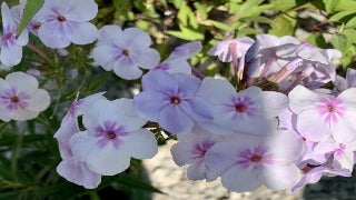 'Opening Act Pink-a-Dot' Hybrid Phlox