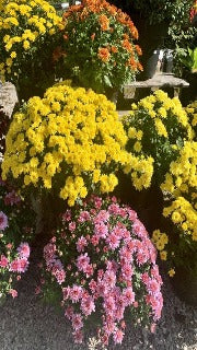 Chrysanthemum (Garden Mum)