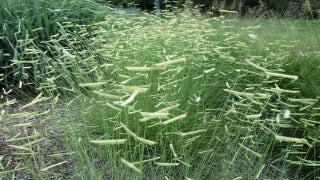 Bouteloua Gracilis (Blue Grama)