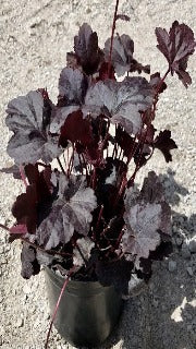 Heuchera x 'Obsidian' (Coral Bells)