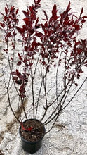 Load image into Gallery viewer, Prunus x Cistena (Purple-Leaf Sand Cherry)
