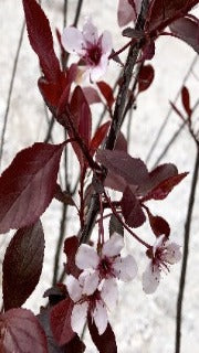 Prunus x Cistena (Purple-Leaf Sand Cherry)