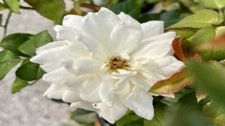 Rosa Easy Elegance Champagne Wishes