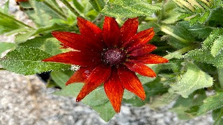 Rudbeckia Hirta 'Autumn Colours' (Gloriosa Daisy)