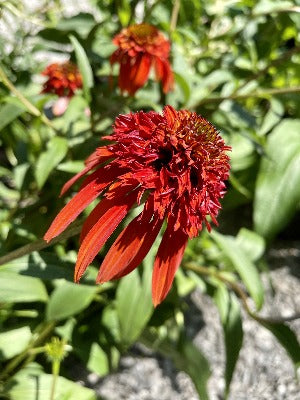 Echinacea x 'Hot Papaya' (Hot Papaya Coneflower)
