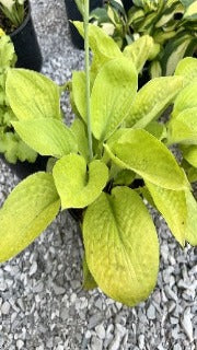 Hosta 'Maui Buttercups'