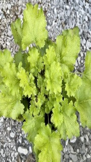 Heuchera x 'Lime Rickey'