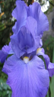 Iris Germanica 'Feed Back' (Tall Bearded Iris)