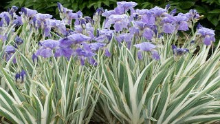 Iris Pallida 'Argentea Variegata' (Variegated Sweet Iris)