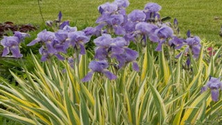Iris Pallida 'Aureo-Variegata' (Variegated Sweet Iris)
