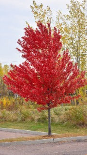 Acer Rubrum 'Autumn Spire' (Autumn Spire Maple)