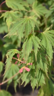 Acer Pseudosieboldianum x palmatum Northern Glow (Hasselkus' Northern Glow Maple)