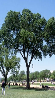 Ulmus Americana 'Jefferson' (American Elm)