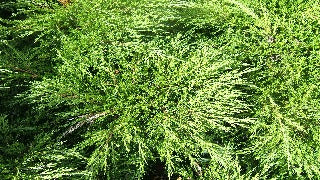 Juniperus Sabina (Savin Juniper)