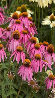 Echinacea Purpurea 'Kim's Knee High' (Kim's Knee High Coneflower)
