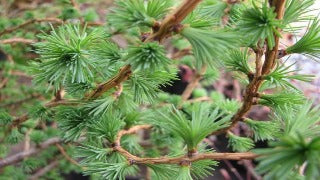 Larix Decidua 'Horstmann's Recurva' (Horstmann's Recurved European Larch)