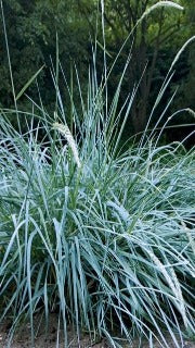 Elymus Arenarius 'Blue Dune' (Blue Dune Lyme Grass)